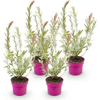 Green Boutiq - 4x Salix Flamingo - Flamingo-Weide - Bunt Rosa - Baum - Ø17cm - ↕40-50cm
