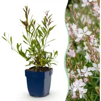 Green Boutiq - Staude - Gaura lindh. Whirling Butterflies - Prachtkerze - Bienen- und Schmetterlingsmagneten - Weiß - 1 Pflanze - Topf 11cm - Höhe 15-25cm