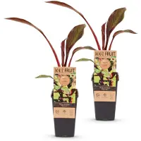 Green Boutiq - Obstpflanze - Musa ensete Maurelli - Banana-Pflanze - Winterhart - Rot-Grün - 2 Pflanzen - Topf 15cm - Höhe 50cm