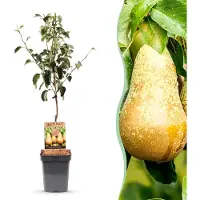 Green Boutiq - Obstbaum - Pyrus communis Conference - Birnbaum - Winterhart - Grüne Birne - 1 Pflanze - Topf 21cm - Höhe 90cm