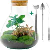 Urbanjngl Flaschengarten DIY Set - Sammie Coffea - 26 cm hoch inkl. Rake, Schaufel & Zange zum Gestalten