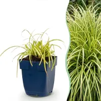 Green Boutiq - Gräser - Carex oshimensis Evergold - Japanische Segge - Immergrün - Gelb-Grün - 6 Pflanzen - Topf 11cm - Höhe 15-25cm