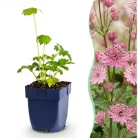 Green Boutiq - Staudenpflanze - Astrantia major - Sterneblume - Schatten - Weiß-Rosa - 1 Pflanzen - Topf 11cm - Höhe 15-25cm