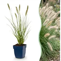 Green Boutiq - Gras - Pennisetum alop. Hameln - Lampenputzergras - Mit Plume - Grün - 6 Pflanzen - Topf 11cm - Höhe 15-25cm
