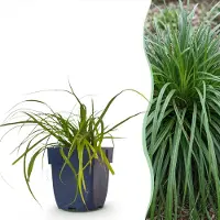 Green Boutiq - Gräser - Carex oshimensis Evergreen - Japanisches Sauergras - Immergrün - Grün - 6 Pflanzen - Topf 11cm - Höhe 15-25cm
