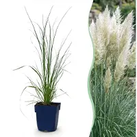 Green Boutiq - Gräser - Cortaderia sell. Pumila - Zwerg-Pampasgras - Mit Feder - Grau - 1 Pflanzen - Topf 11cm - Höhe 15-25cm