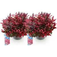 Green Boutiq GreenboutiQ - Gartenpflanze - Leucothoe Zeblid - Rot - 2 Pflanzen - Immergrün - Wenig Pflege - Topf 17cm Höhe 35 - 45cm