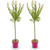 Green Boutiq - 2x Salix Flamingo - Flamingo-Weide - Bunt Rosa - Baum - Ø19cm - ↕90-100cm
