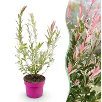 Green Boutiq - Salix Flamingo - Flamingo-Weide - Bunt Rosa - Baum - Ø17cm - ↕40-50cm