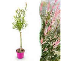 Green Boutiq - Salix Flamingo - Flamingo-Weide - Bunt Rosa - Baum - Ø17cm - ↕70-80cm