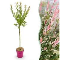 Green Boutiq - Salix Flamingo - Flamingo-Weide - Bunt Rosa - Baum - Ø19cm - ↕90-100cm