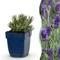 Green Boutiq - Stauden - Lavandula ang. Munstead - Lavendel - Duftend - Lila - 1 Pflanzen - Topf 11cm - Höhe 15-25cm