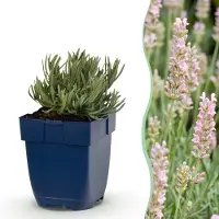 Green Boutiq - Stauden - Lavandula ang. Rosea - Lavendel - Düfte - Rosa - 6 Pflanzen - Topf 11cm - Höhe 15-25cm