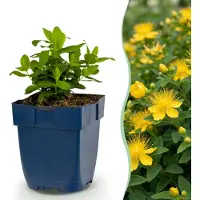 Green Boutiq - Stauden - Hypericum calycinum - Johanniskraut - Bienen- und Schmetterlingsanlockern - Gelb - 6 Pflanzen - Topf 11cm - Höhe 15-25cm