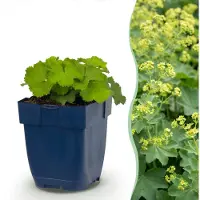 Green Boutiq - Stauden - Alchemilla mollis - Frauenmantel - Bodendecker - Gelb - 1 Pflanzen - Topf 11cm - Höhe 15-25cm
