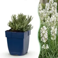 Green Boutiq - Staude - Lavandula ang. Hidcote - Lavendel - Duftend - Lila - 1 Pflanzen - Topf 11cm - Höhe 15-25cm