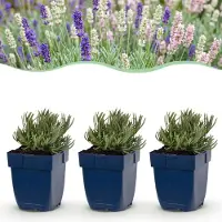Green Boutiq - Stauden - Lavandula Tricolour - Lavendel - Duftend - Blau - Rosa - Weiß - 12 Pflanzen - Topf 11 cm - Höhe 15-25 cm