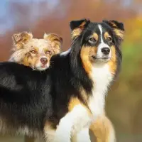 Tushita Hunde Kalender 2027