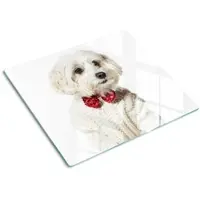 Tulup GLASPLATTE 60x52 cm Malteser Hund
