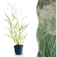 Green Boutiq - Gräser - Panicum virg. Heavy Metal - Prairieweide - Mit Blüte - Blau - 24 Pflanzen - Topf 11cm - Höhe 15-25cm