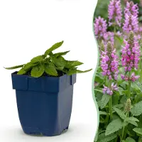 Green Boutiq - Stauden - Stachys off. Ukkie - Hasenohr - Steingartenpflanzen - Rosa - 24 Pflanzen - Topf 11cm - Höhe 15-25cm