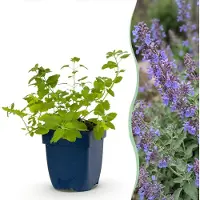 Green Boutiq - Stauden - Nepeta faassenii 'Six Hills Giant' - Katzenminze - Bienen- und Schmetterlingsanwerfer - Lila - 24 Pflanzen - Topf 11cm - Höhe 15-25cm