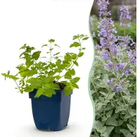 Green Boutiq - Staude - Nepeta faassenii - Katzenminze - Bienen- und Schmetterlingsmagneten - Lila - 6 Pflanzen - Topf 11cm - Höhe 15-25cm