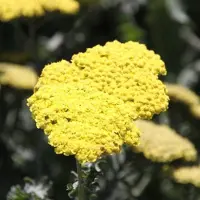 Arborix 6 x Schafgarbe 'Moonshine' Achillea Topf 9cm Schnittblume