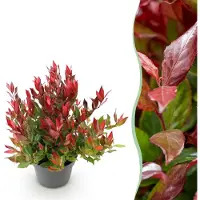 Green Boutiq GreenboutiQ - Gartenpflanze - Leucothoe Little Flame - Rot - 1 Pflanze - Immergrün - Wenig Pflege - Topf 17cm Höhe 35 - 45cm