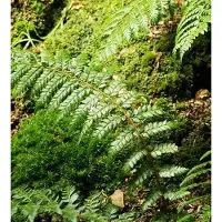 Arborix 6 x Brauns Schildfarn Polystichum braunii Topf 9cm Dekorativ