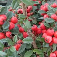 Arborix Teppichmispel 'Coral Beauty' Cotoneaster suecicus 30 bis 40 cm im Container Dunkelgrünes Laub