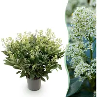Green Boutiq GreenboutiQ - Terrassenpflanze - Skimmia japonica Finchy - Blüte Weiß - 40+ Blüten - 1 Pflanze - Winterhart - Topf 19cm Höhe 60cm
