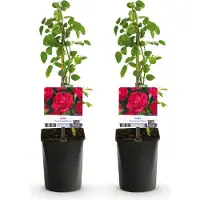 Green Boutiq GreenboutiQ - Kletterrose - Rosa Paul Scarlet Climber - Blüte Rot - Wenig Pflege - 2 Pflanzen - Topf 11cm Höhe 40cm