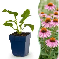 Green Boutiq - Staude - Echinacea purp. Magnus - Sonnenhut - Bienen- und Schmetterlingsanzieher - Rosa - 6 Pflanzen - Topf 11cm - Höhe 15-25cm