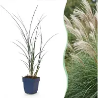 Green Boutiq - Gräser - Miscanthus sin. Gracillimus - Pampasgras - Mit Blüte - Grün - 6 Pflanzen - Topf 11cm - Höhe 15-25cm
