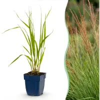 Green Boutiq - Gräser - Molinia caer. Heidebraut - Rohrbinse - Mit Blüte - Grün - 1 Pflanzen - Topf 11cm - Höhe 15-25cm