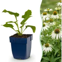 Green Boutiq - Stauden - Echinacea purp. Alba - Sonnenhut - Bienen- und Schmetterlingszieher - Weiß - 24 Pflanzen - Topf 11cm - Höhe 15-25cm