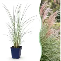 Green Boutiq - Gräser - Miscanthus sin. Morning Light - Pampasgras - Mit Feder - Silber - 12 Pflanzen - Topf 11cm - Höhe 15-25cm