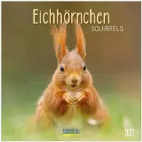 Korsch Verlag Eichhörnchen Kalender 2027