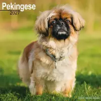 Avonside Publishing Ltd. Pekinese Kalender 2027