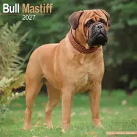 Avonside Publishing Ltd. Bullmastiff Kalender 2027