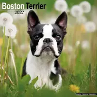 Avonside Publishing Ltd. Boston Terrier Kalender 2027