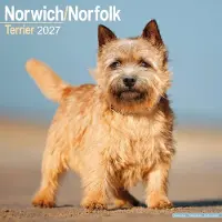 Avonside Publishing Ltd. Norwich- und Norfolk-Terrier Kalender 2027