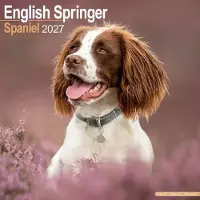 Avonside Publishing Ltd. Englischer Springer-Spaniel Kalender 2027