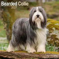 Avonside Publishing Ltd. Bearded Collie Kalender 2027