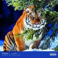 Aquarupella Tiger Kalender 2027