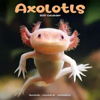 Avonside Publishing Ltd. Axolotl Kalender 2027