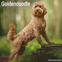 Avonside Publishing Ltd. Goldendoodle Kalender 2027