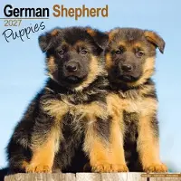 Avonside Publishing Ltd. Deutsche Schäferhund-Welpen Kalender 2027