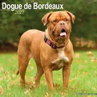 Avonside Publishing Ltd. Bordeaux Dog Kalender 2027